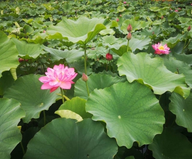 荷花